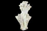 Oreodont (Merycoidodon) Partial Skull - Wyoming #93753-4